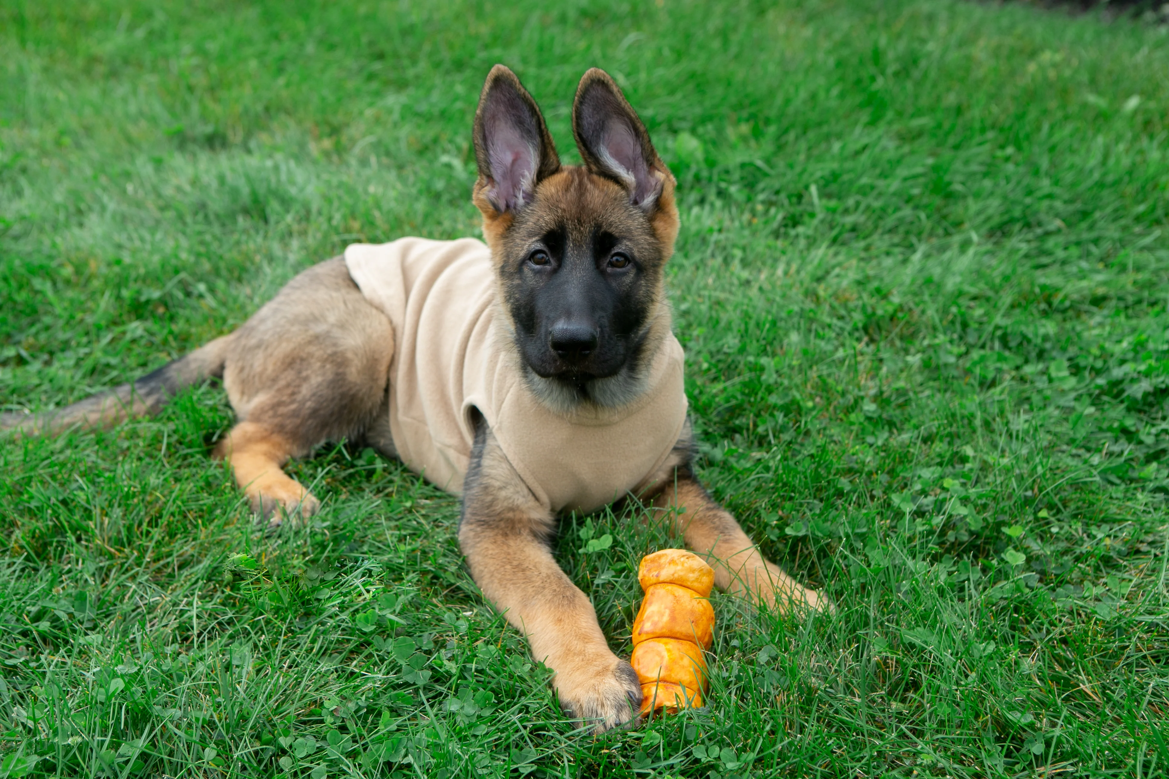 Boneanza Treat Co. Beef Cheek Roll Peanut Butter Dog Treats - Image 18