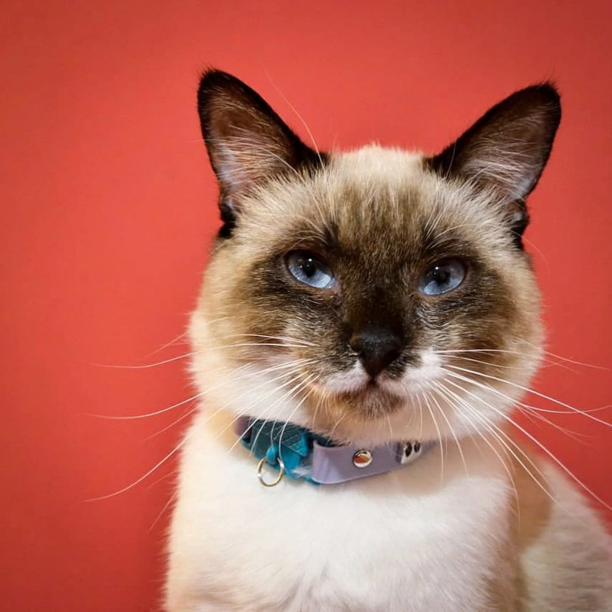 Kittyrama Vet & Cat Expert Approved Cat Collar Mauve - Image 5