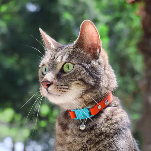 Kittyrama Vet & Cat Expert Approved Cat Collar Saffron - Image 3