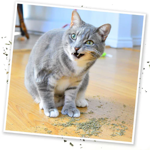 Meowijuana Purrple Passion Catnip & Silvervine Blend Catnip - Image 3