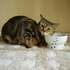 Necoichi Raised Cat Water Bowl - Image 3