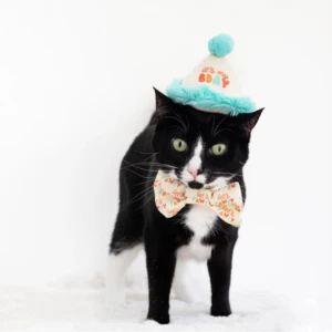 Pearhead Happy Purrday Cat Hat and Bowtie Set - Image 4